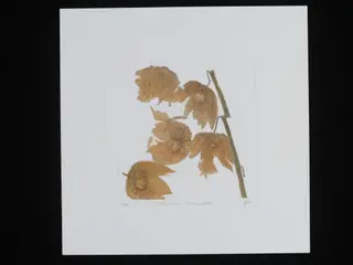 Physalis Franchetii