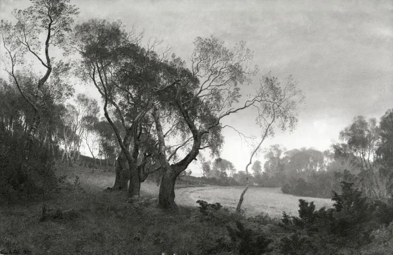 Tåget efterårsmorgen i udkanten af en birkeskov. Motiv fra egnen ved Silkeborg, by Janus la Cour, oil, 1889