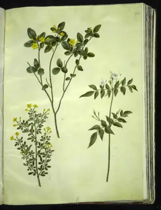Jasminum odoratissimum (stue-jasmin); Jasminum fruticans (busk-jasmin); Jasminum grandiflorum (duft-jasmin)