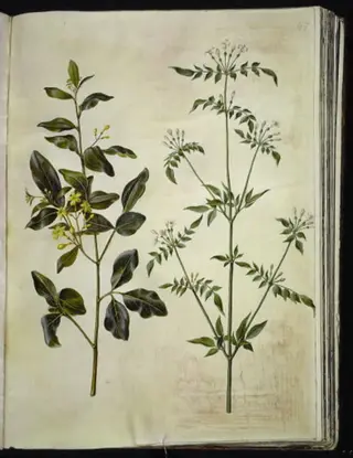 Jasminum odoratissimum (stue-jasmin); Jasminum officinale (læge-jasmin)