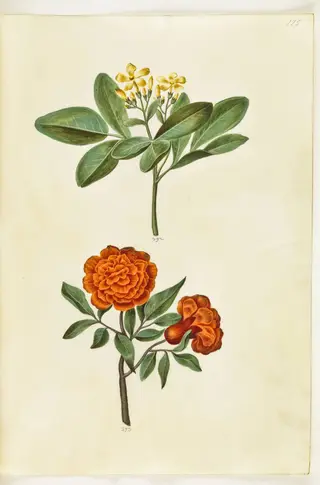 Jasminum odoratissimum (stue-jasmin); Punica granatum (granatæble)