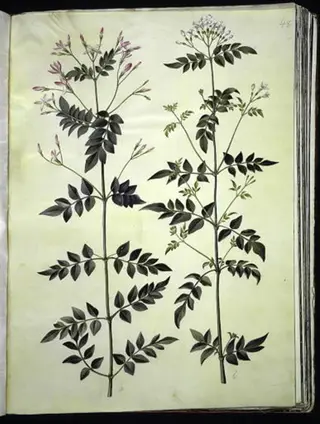 Jasminum officinale (læge-jasmin)
