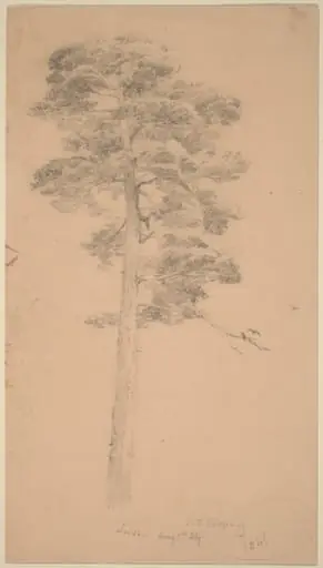 Pine Tree, by Jasper Francis Cropsey