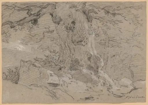 Study of Old Tree Trunk, by Jean Antoine Linck