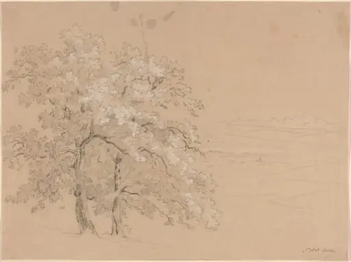 Sunlit Trees Before a Panoramic Landscape