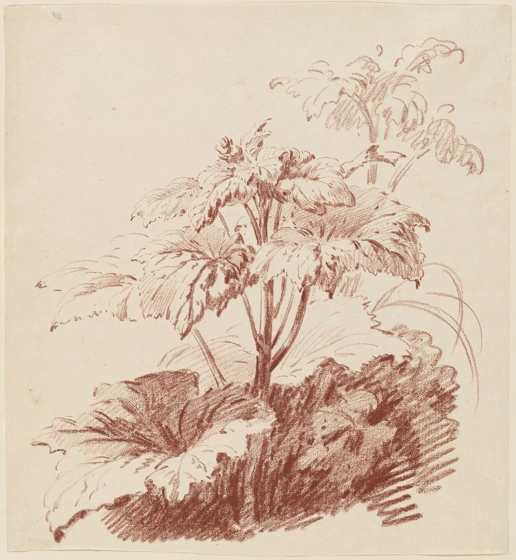 Flowering Plant with Buds, by Jean-Baptiste Hüet, chalk, 1764