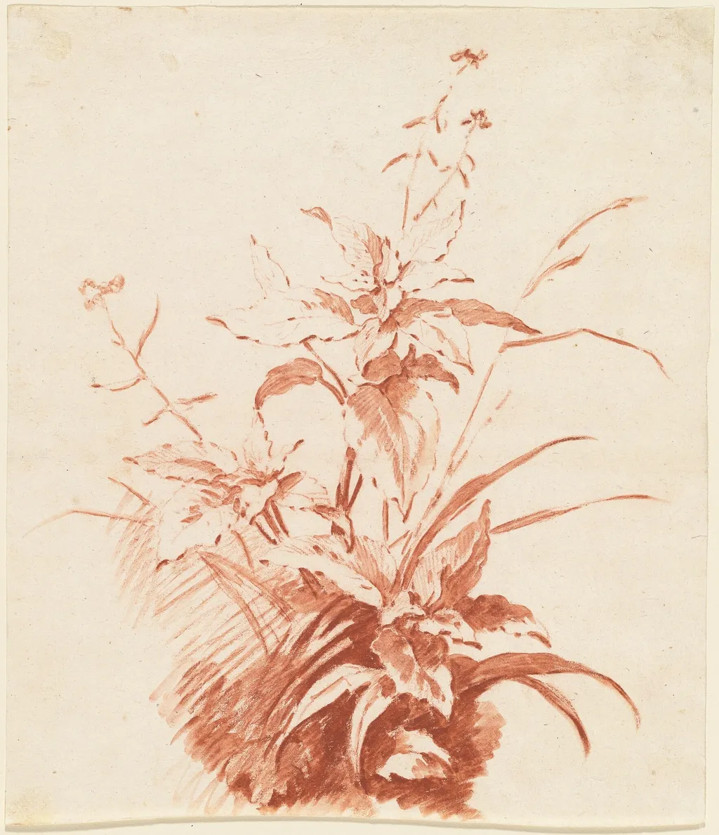 Flowering Plant with Grass, by Jean-Baptiste Hüet, chalk, 1764