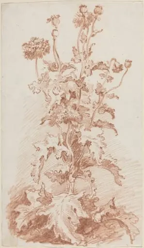 Poppies with Seed Pods, by Jean-Baptiste Hüet