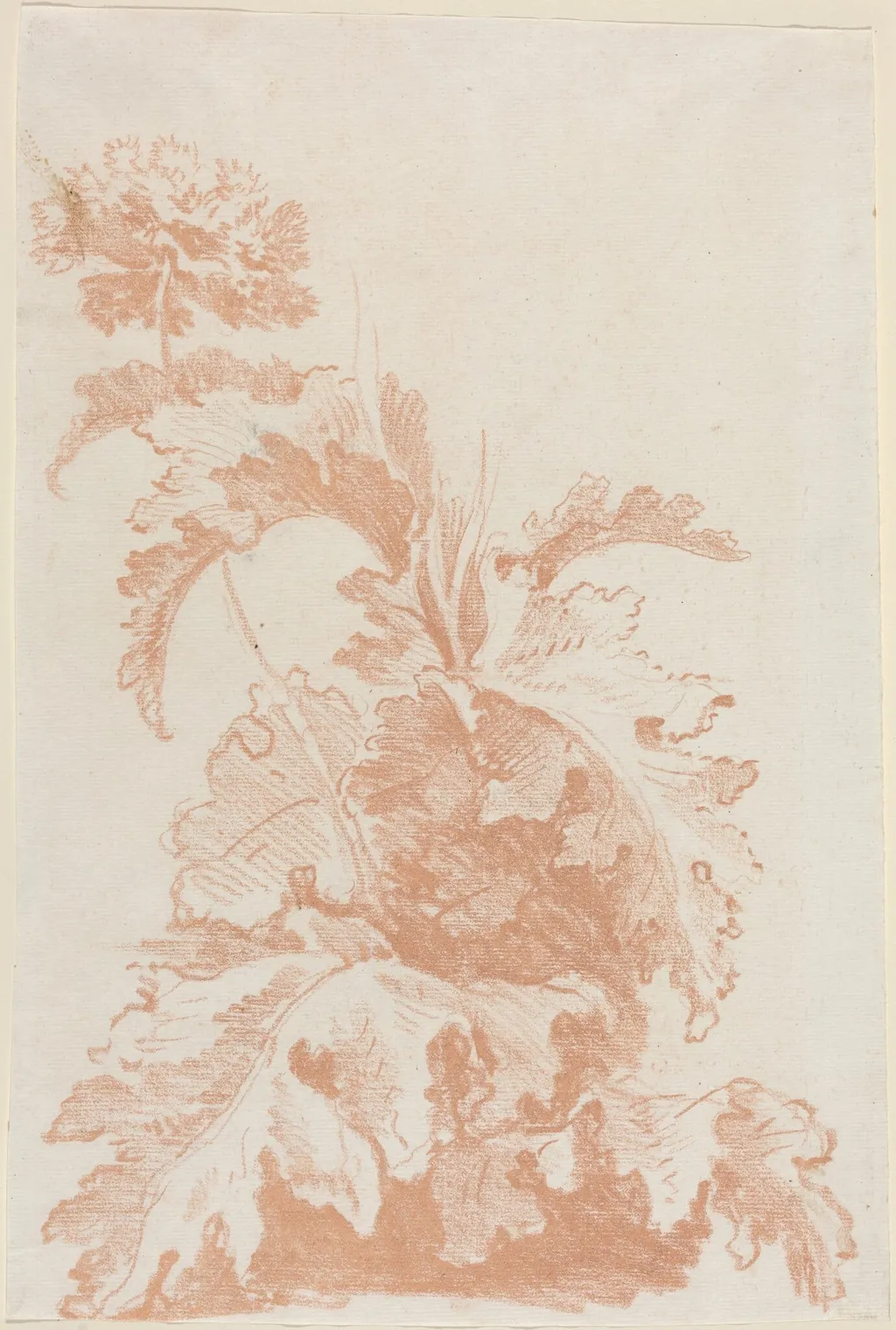 Poppy in Bloom, by Jean-Baptiste Hüet, chalk, 1764