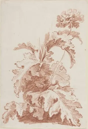 Poppy in Bloom, by Jean-Baptiste Hüet