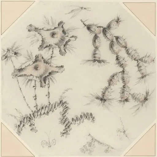 Bamboo Flowers and Cactus, by Jean-Baptiste Pillement
