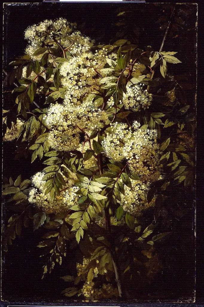 Study of a Flowering Branch