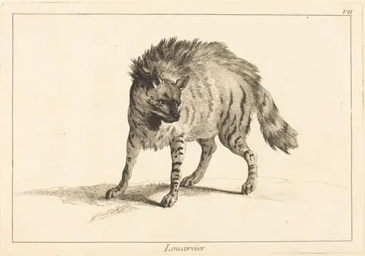 Loucervier (Hyena), by Jean Eric Rehn