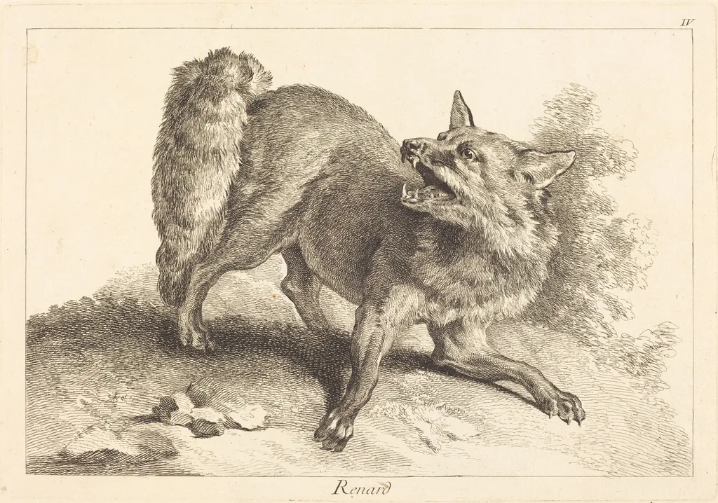 Renard (Fox), by Jean Eric Rehn, ink, 1745