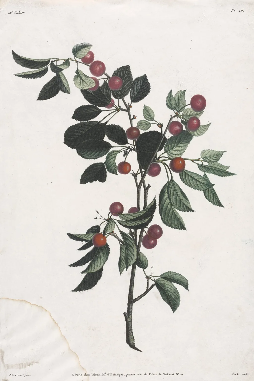 Collection des fleurs et des fruits: Branches de Cérises précoce, by Jean Louis Prévost, 1805