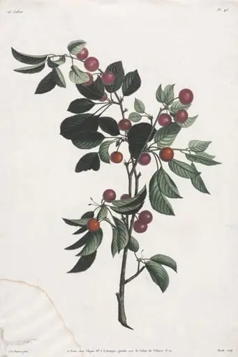 Collection des fleurs et des fruits: Branches de Cérises précoce, by Jean Louis Prévost