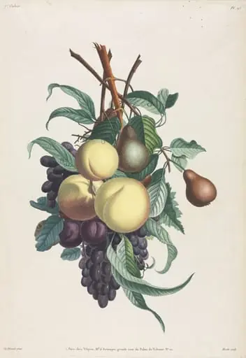 Collection des fleurs et des fruits: Branches de rousselet, pêche, prune et raisin, by Jean Louis Prévost