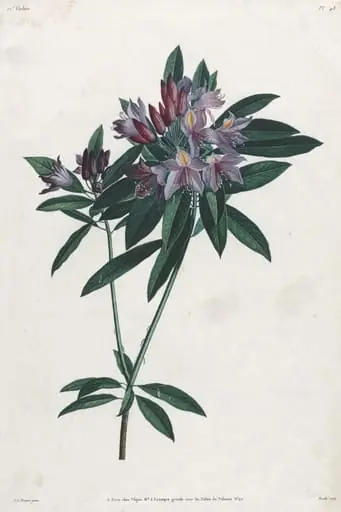 Pontic Rhododendron, by Jean Louis Prévost