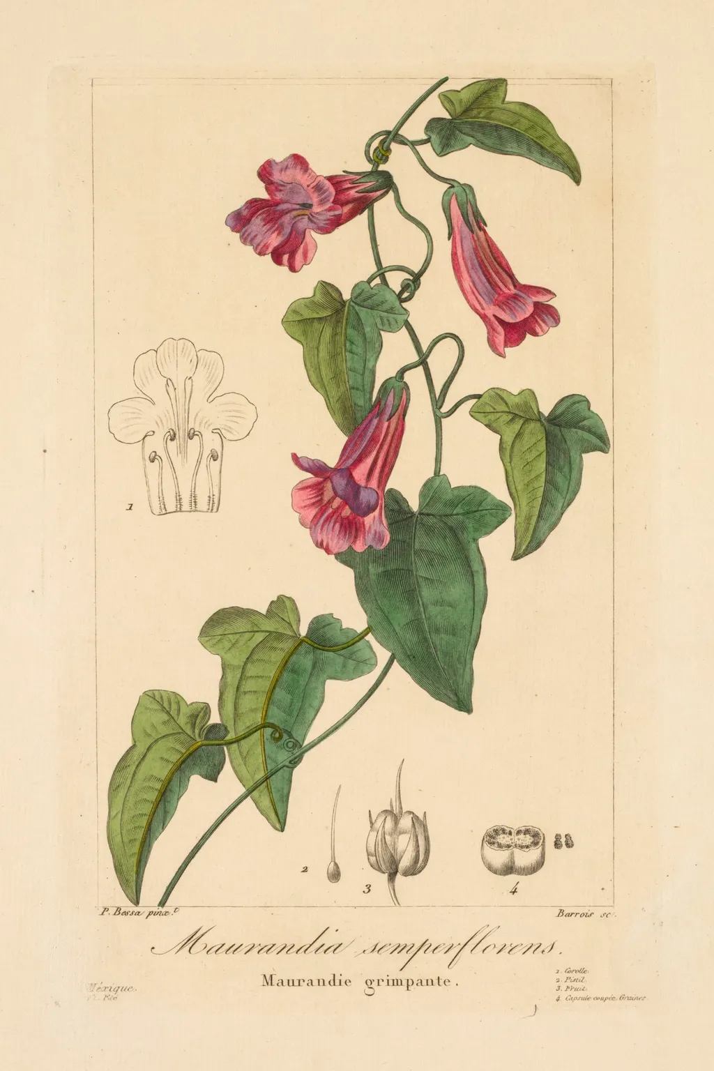 Flore des Jardiniers, Amateurs et Manufacturiers: Maurandia semperflorens, by Jean Pierre Frederic Barrois, 1836