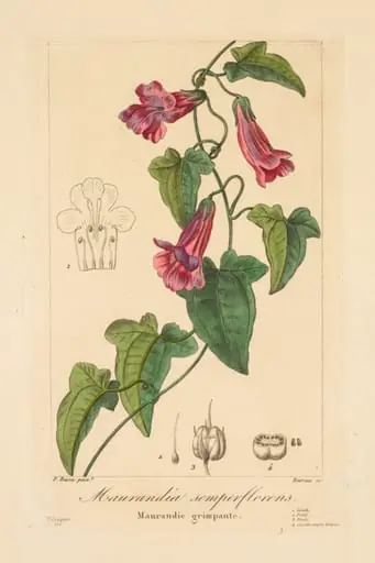 Flore des Jardiniers, Amateurs et Manufacturiers: Maurandia semperflorens, by Jean Pierre Frederic Barrois