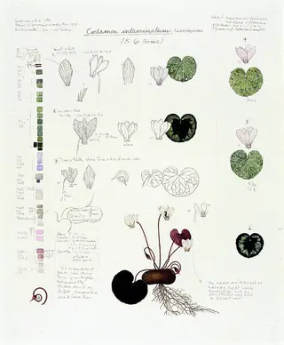Cyclamen intaminatum
