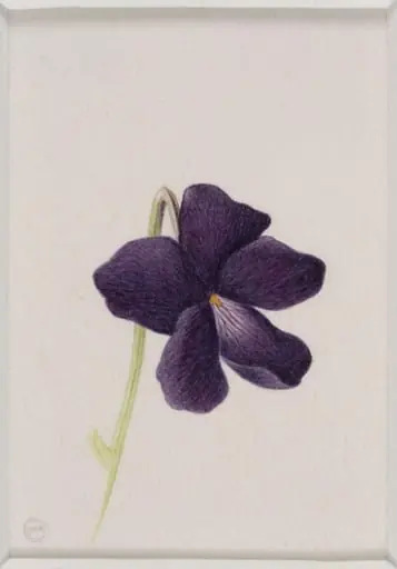 Wild Violet, by Jenny Brasier