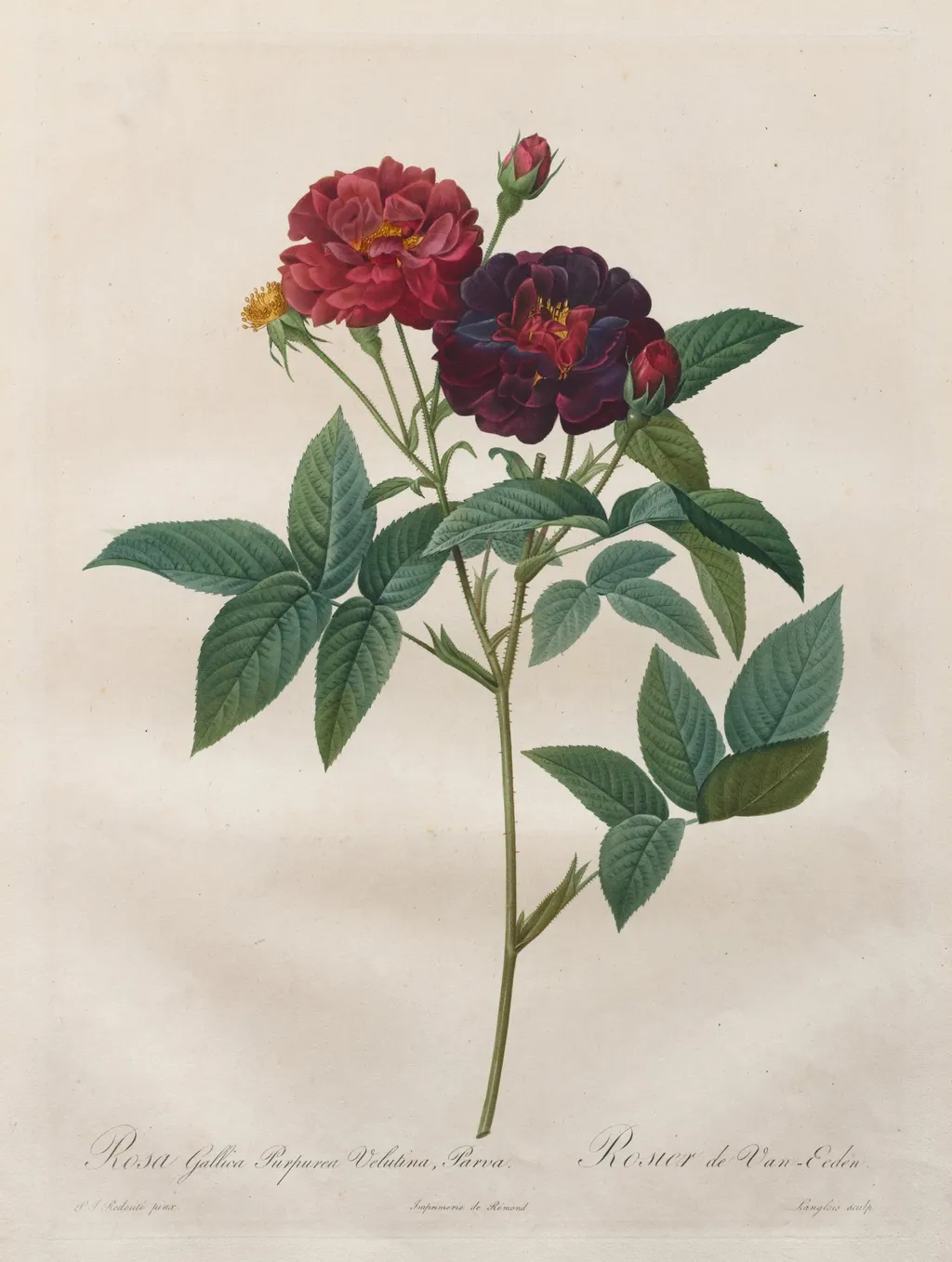 The Roses: Rosa Gallica Purpurea Velutina Parva, by Jérôme-Martin Langlois, 1820