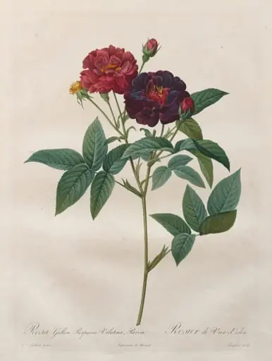 The Roses:  Rosa Gallica Purpurea Velutina Parva, by Jérôme-Martin Langlois