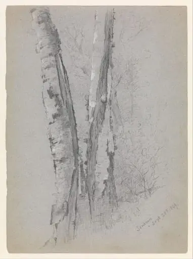 Study of Birch Trunks (Scribners'), by Jervis McEntee