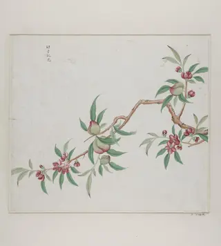 Jie zi tao hua