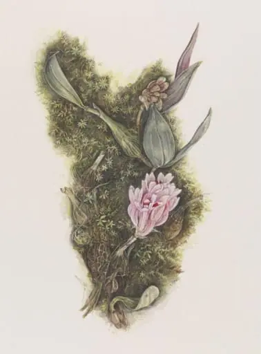 Dendrobium aurantiroseum, a New Guinea orchid, by Jillian McDougall