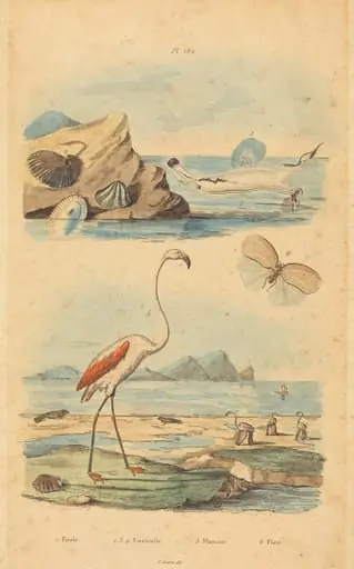 Flamingos and Shells, by Joh. Baptist Pfitzer