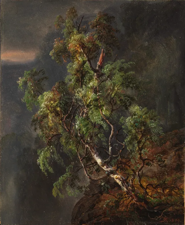 Birch Tree in a Storm