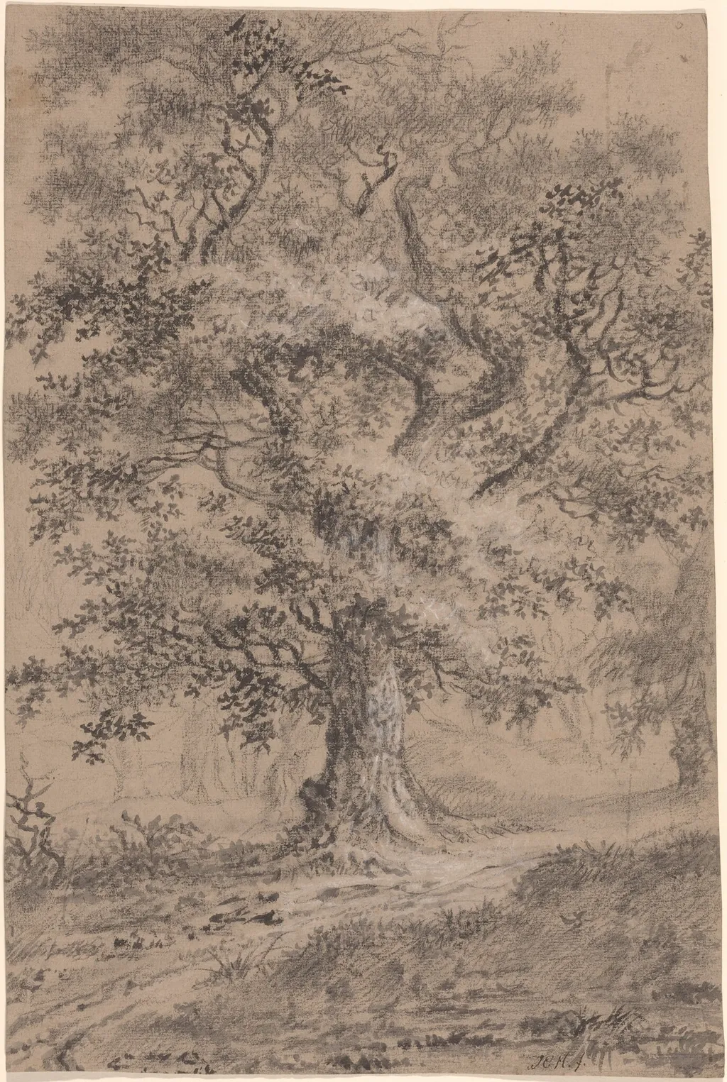 A Leafy Oak by a Woodland Path, by Johann Caspar Huber, graphite, 1784