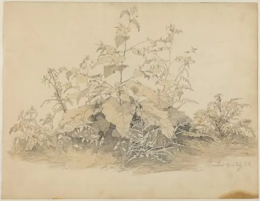 Wild Plants near Birstein, by Johann Christian Heerdt