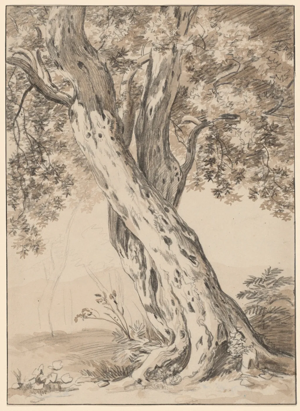Two Intertwined Oak Trees, by Johann Christian Reinhart, chalk, 1800