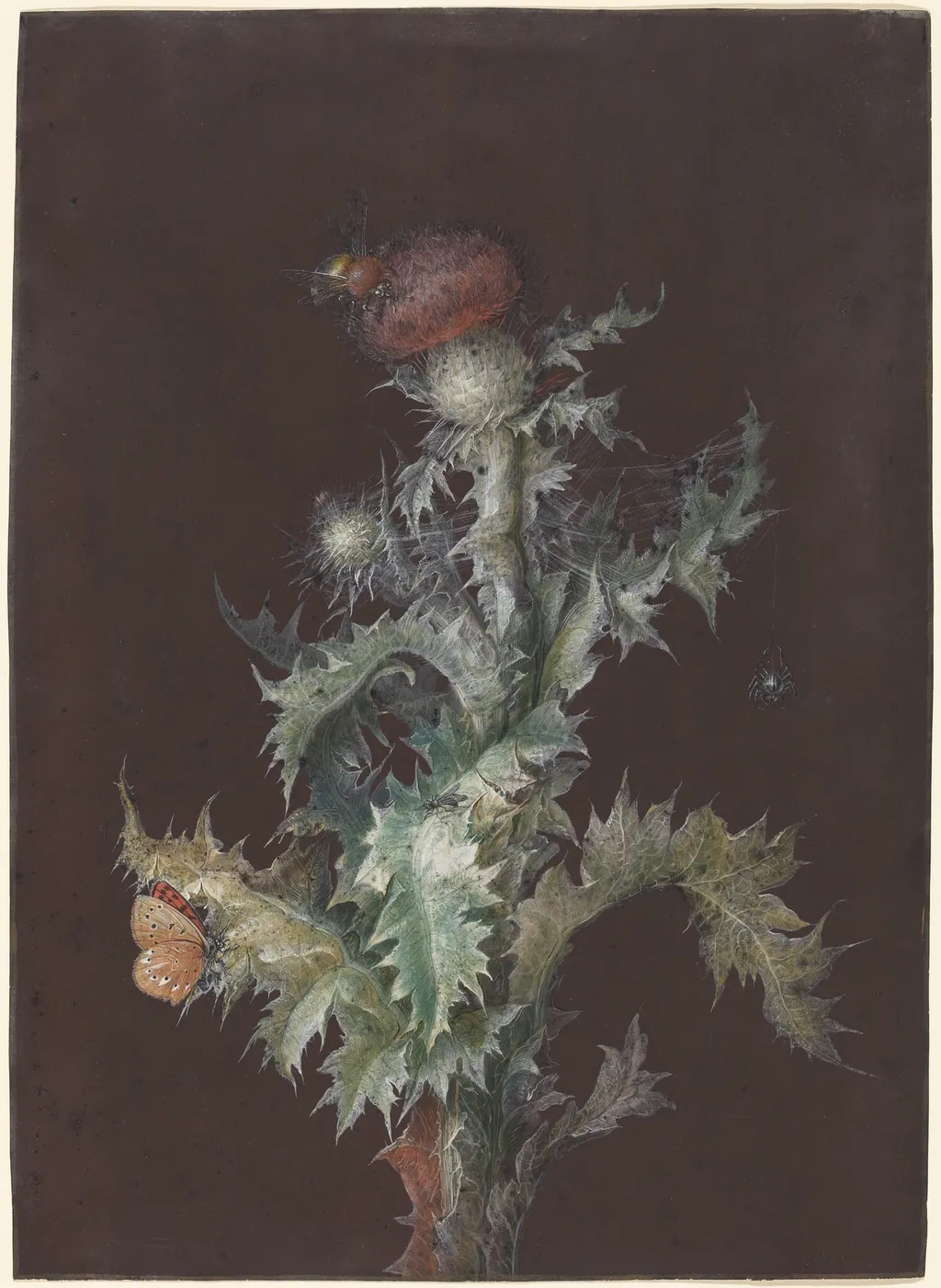 Thistle with Insects, by Johann Christoph Dietzsch, gouache, 1755