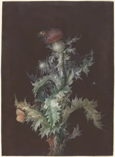 Thistle with Insects, by Johann Christoph Dietzsch