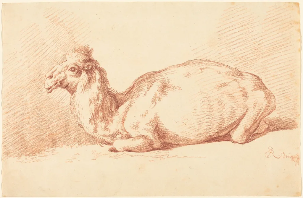 A Dromedary Camel, by Johann Elias Ridinger, chalk, 1754