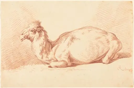 A Dromedary Camel, by Johann Elias Ridinger