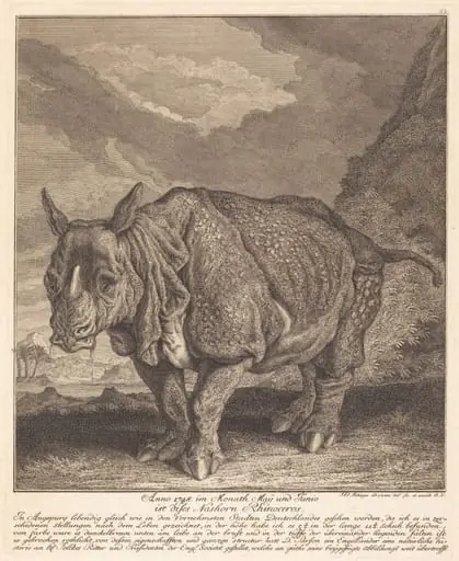 Nashorn Rhinoceros, by Johann Elias Ridinger
