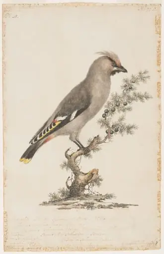 Bohemian waxwing, by Johann Heinrich Müntz