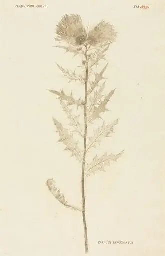 Carduus Lanceolatus, by Johann Hieronymus Kniphof