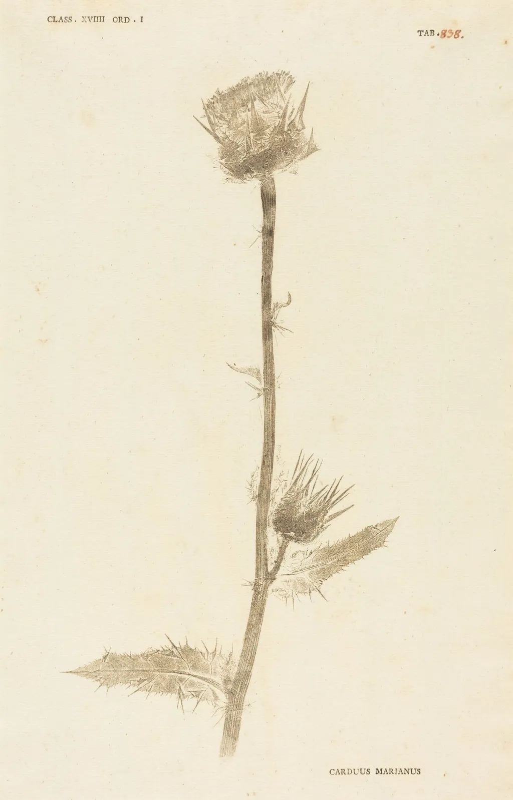 Carduus Maarianus, by Johann Hieronymus Kniphof, ink, 1760