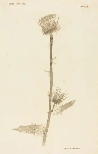 Carduus Maarianus, by Johann Hieronymus Kniphof