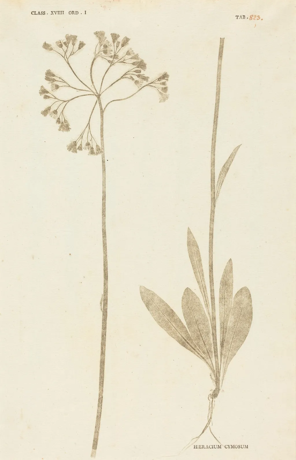 Hieracium Cymosum, by Johann Hieronymus Kniphof, ink, 1760