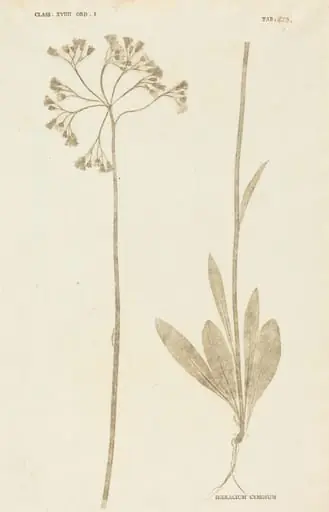 Hieracium Cymosum, by Johann Hieronymus Kniphof