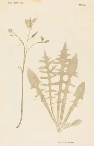 Lactuca Perennis, by Johann Hieronymus Kniphof