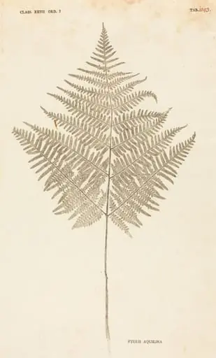 Pteris Aquilina, by Johann Hieronymus Kniphof