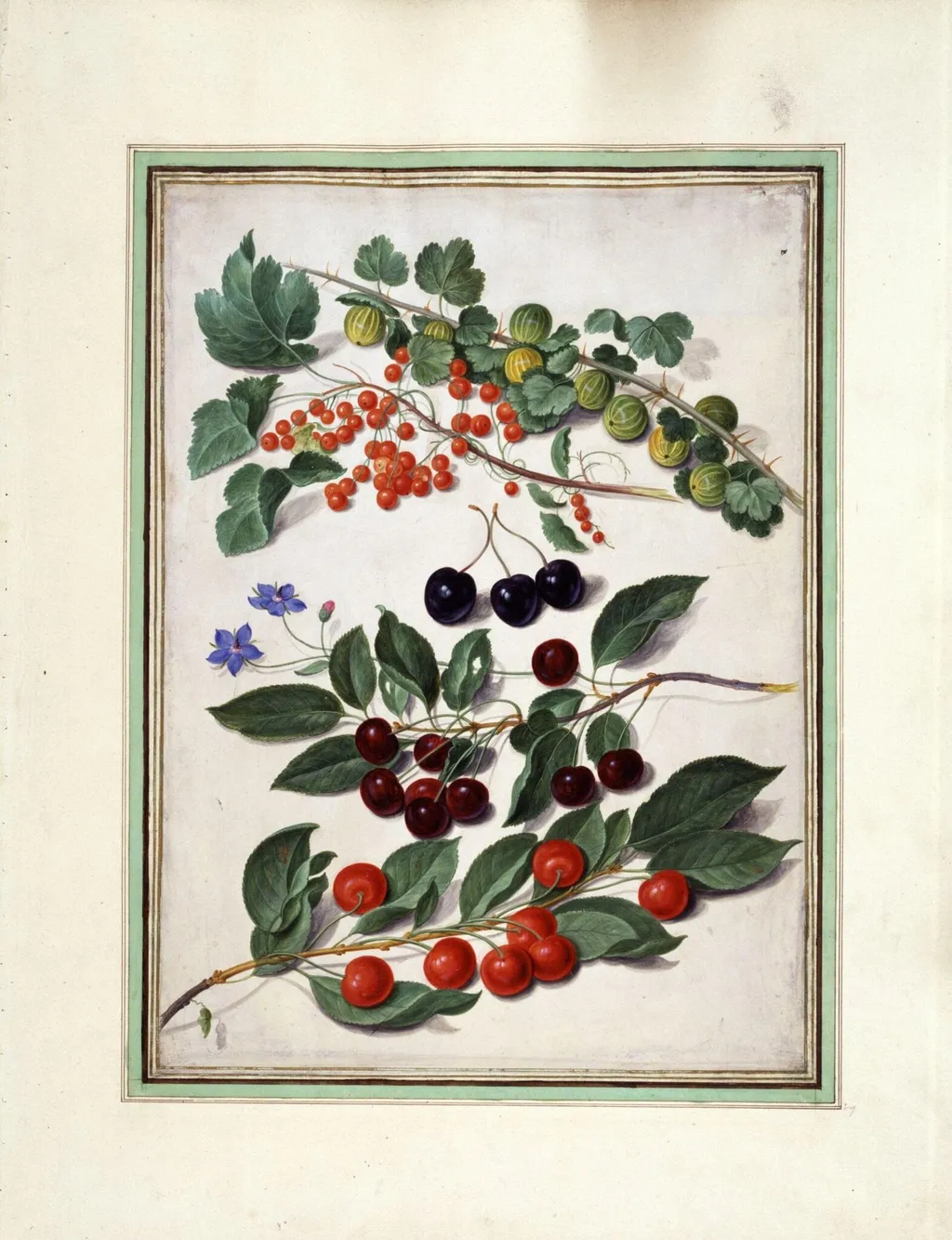 Cherries, redcurrants and gooseberries, by Johann Jakob Walther, watercolor, 1660